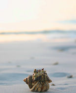 hermit crab care guide