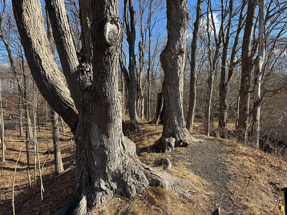 Huge trees line the trails on the top of an old dike. (Peter Marteka)
