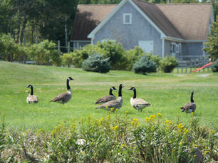 Press: Elli Travel Group is Featured in Canada's The Globe and Mail