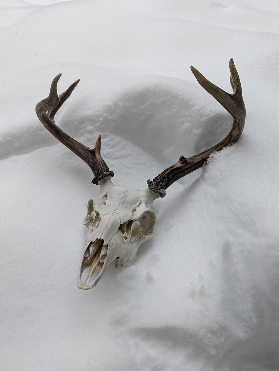 blacktail deer.jpg