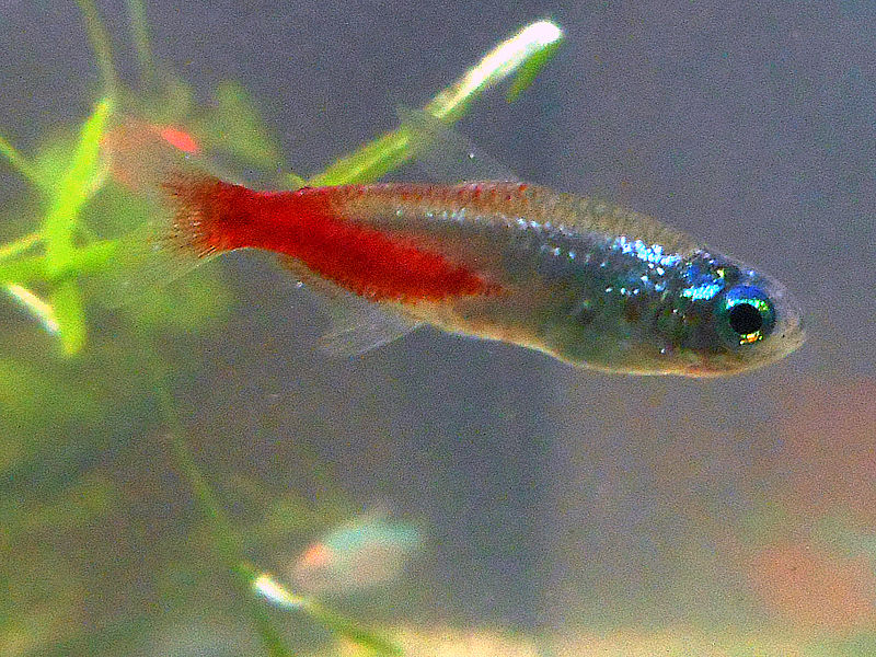 Neon diamentowy