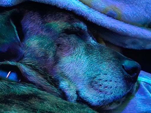 dog