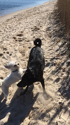 dog beach