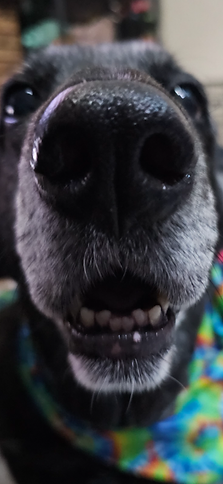 sniff walks