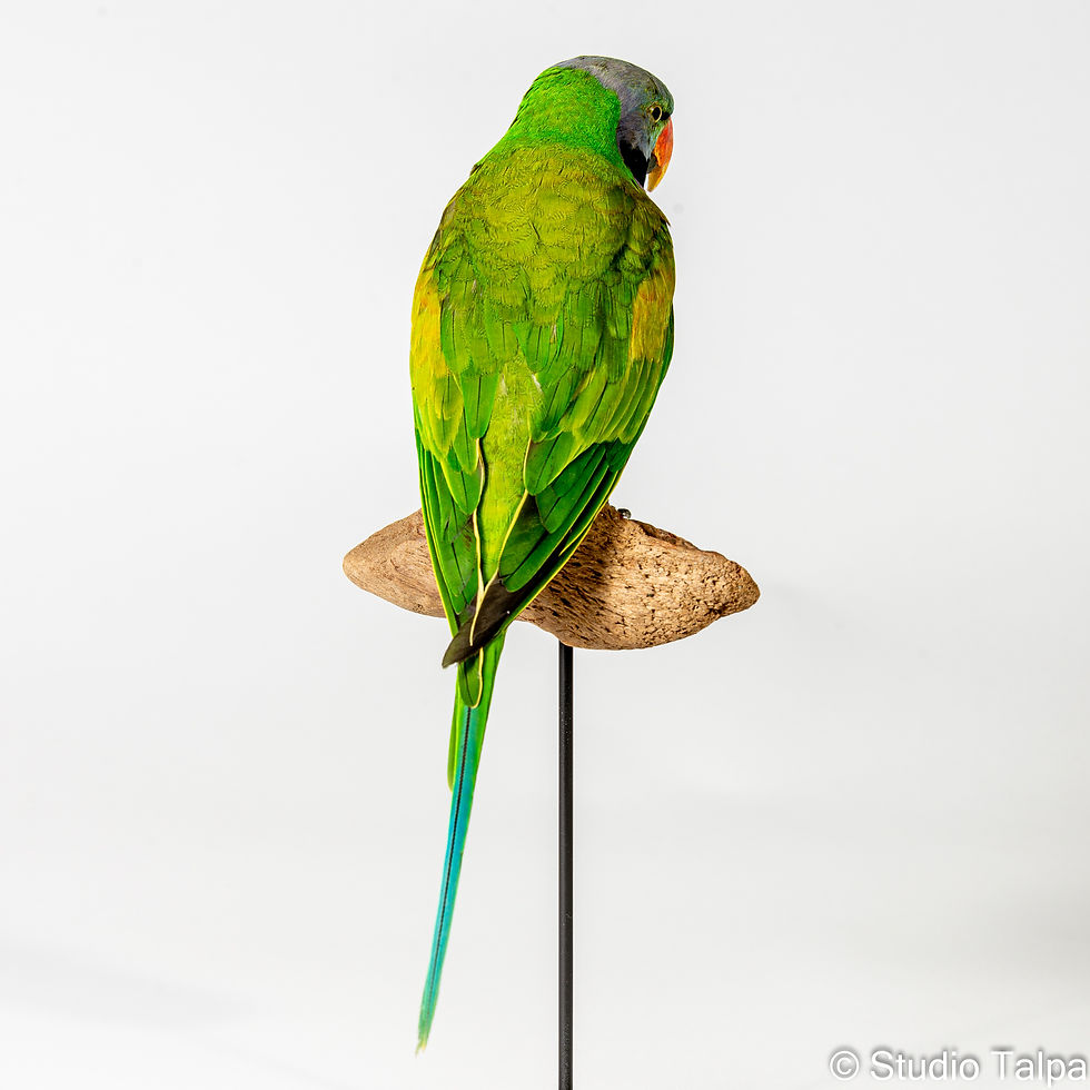 Studio Talpa-1436
