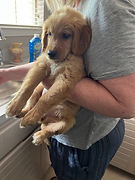 Puppy training for Golden Retriever