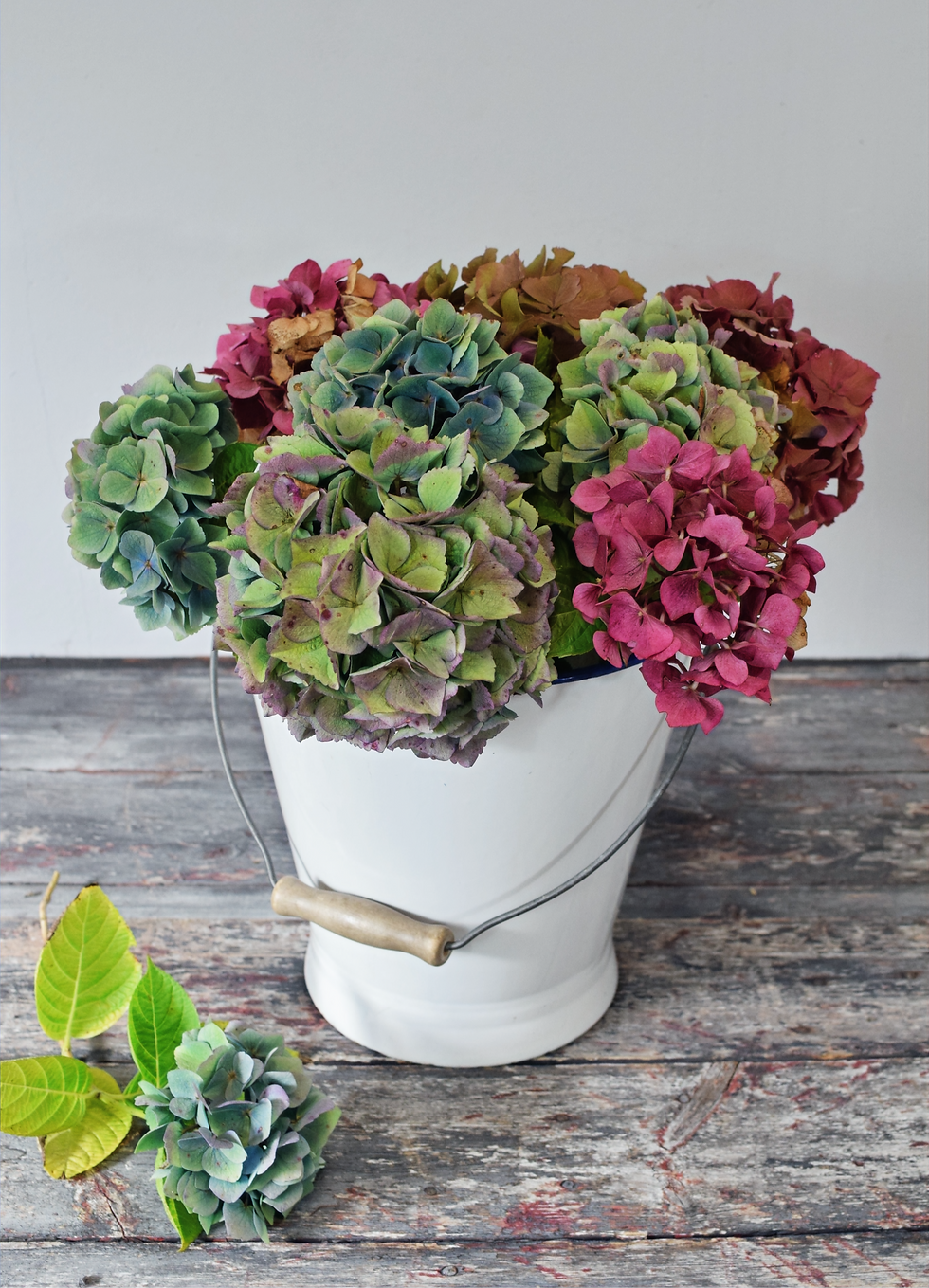 Thumbnail: Enamel Bucket With Hydrangeas