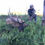 Thumbnail: Trophy Bulls in Arizona Unit 1