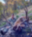 Thumbnail: Wyoming elk hunts with 0 points