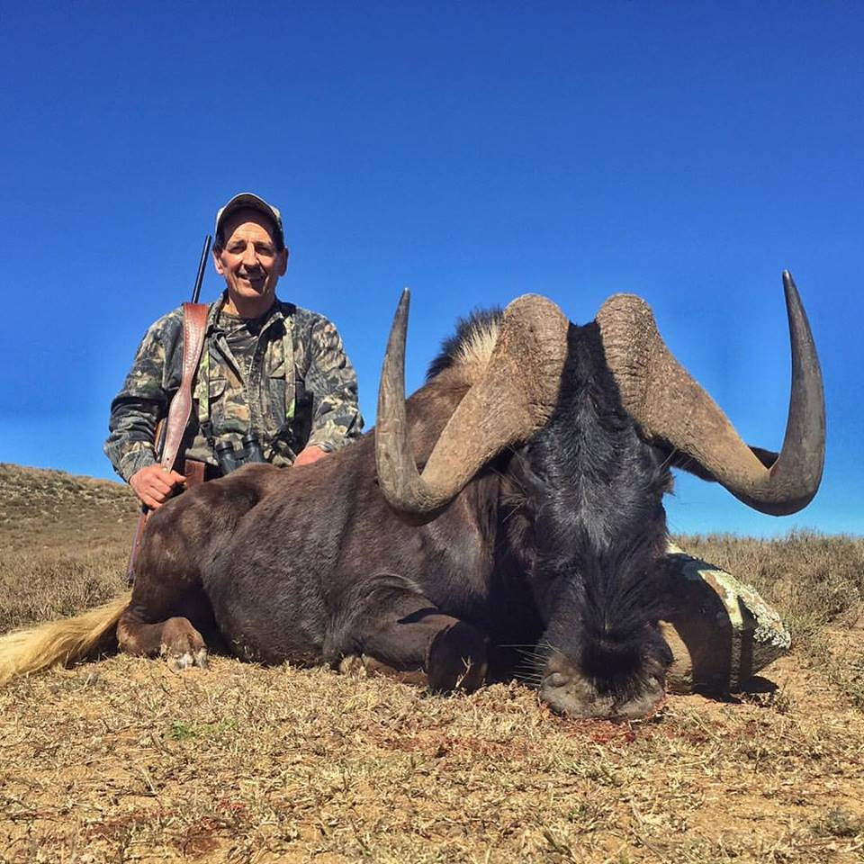 Thumbnail: Black Wildebeest Eastern Cape South Africa
