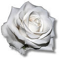 White Minimalist New Website Promo Banner (1)_edited.jpg