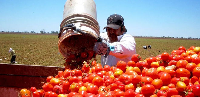 SONORA ROMPE RÉCORD EN PRODUCCIÓN DE TOMATE DURANTE 2025