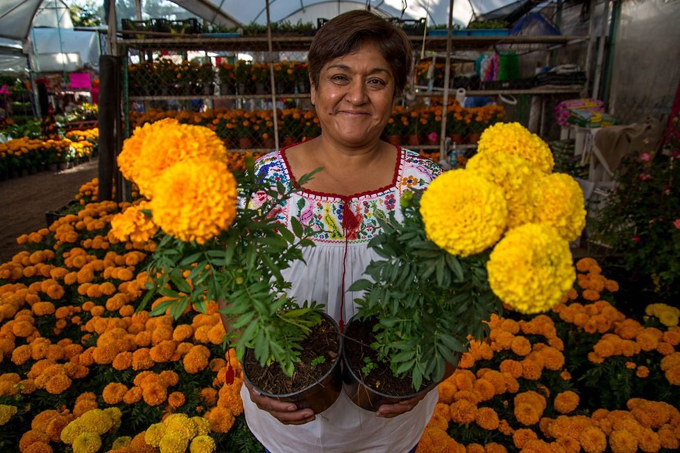 EL RESPLANDOR DEL CEMPASÚCHIL: LA FLOR QUE UNE A LOS VIVOS CON SUS MUERTOS