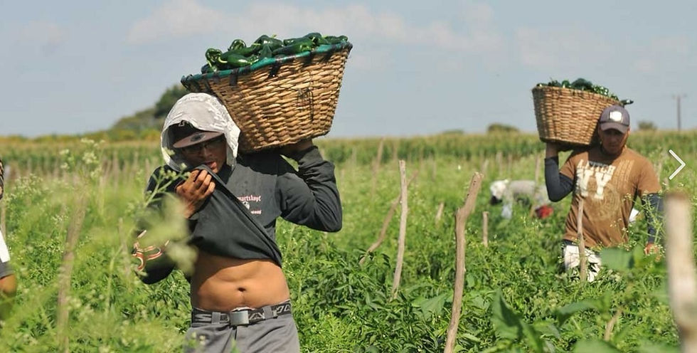 CAE MIGRACIÓN DE JORNALEROS EN SONORA, PERO ADVIERTEN REPUNTE DEL DESEMPLEO EN PRÓXIMOS MESES