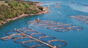 SONORA LIDERA PRODUCCIÓN DE CAMARÓN EN MÉXICO CON RÉCORD HISTÓRICO EN 2025