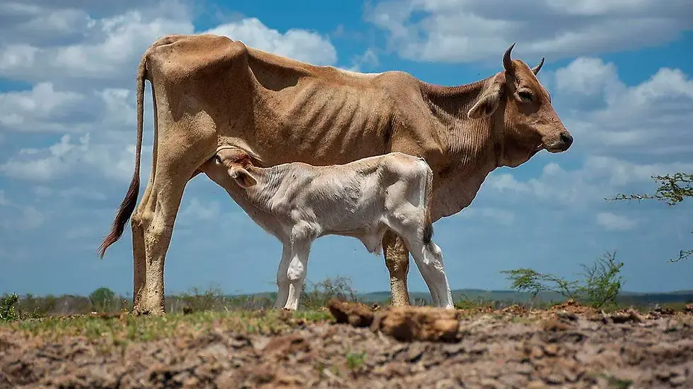 CALOR EXTREMO AMENAZA LA VIDA: ADVIERTEN IMPACTO DEL CAMBIO CLIMÁTICO EN LA REPRODUCCIÓN ANIMAL