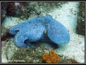 Diving at Coco Beach, Costa Rica