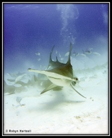 Great Hammerheads Bimini
