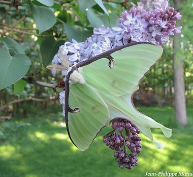 Actias luna (Mâle)  (21-05-2010) 1 s.jpg