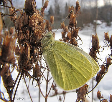 Pieris rapae F1 (Ste-Julienne) 28-12-2014 (6) s.jpg