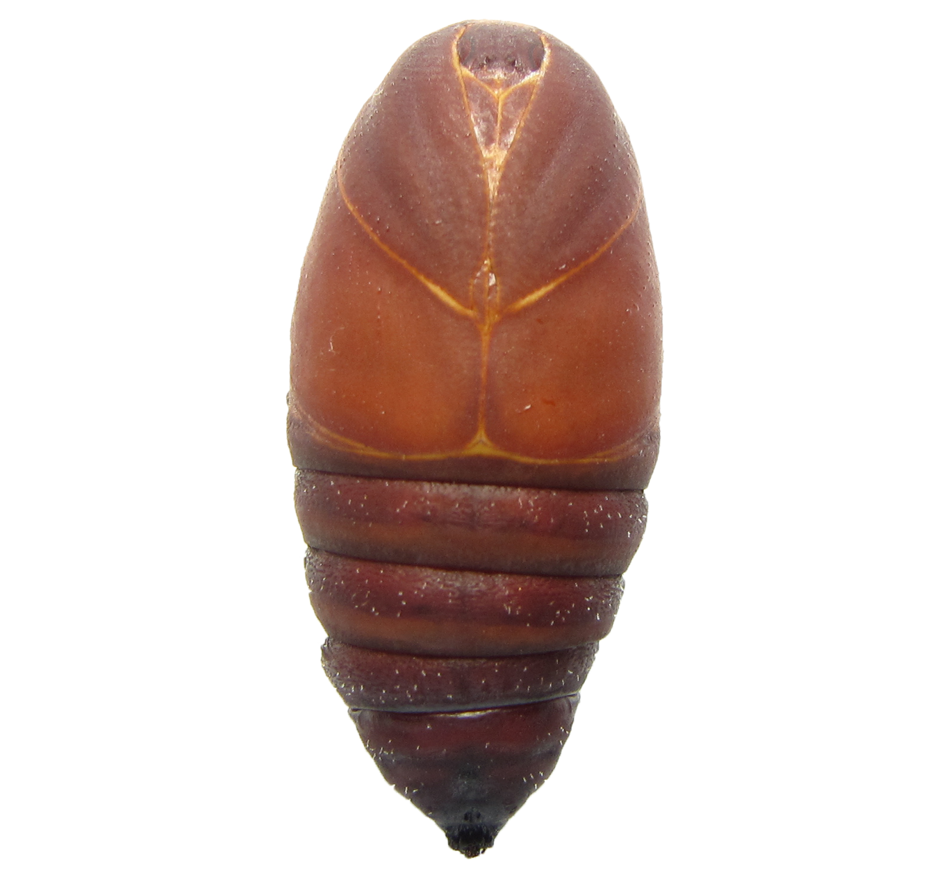 Chrysalide Mâle