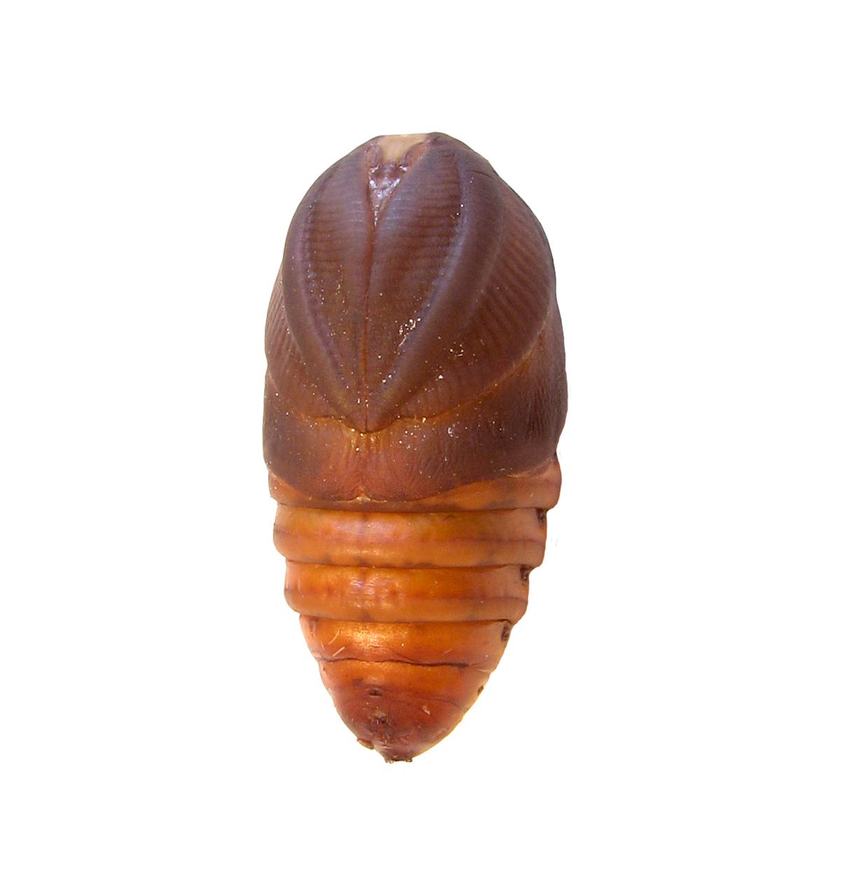 Chrysalide Mâle
