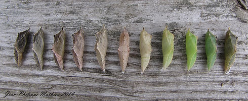chromatisme chrysalide Pieridae.jpg