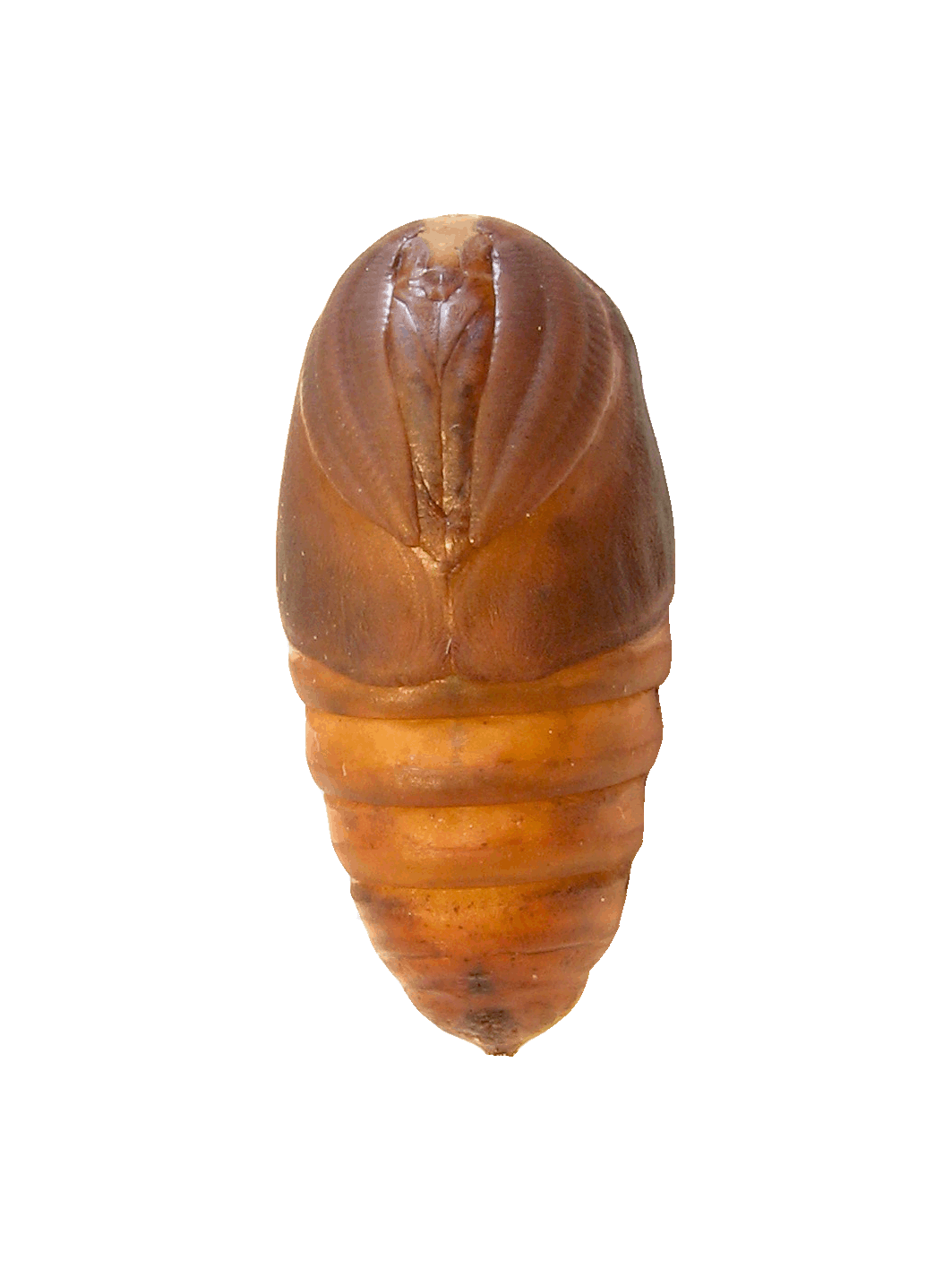 Chrysalide Femelle