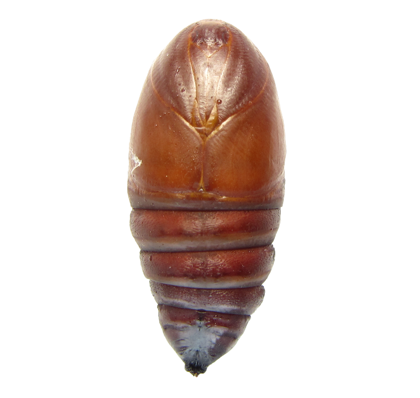 Chrysalide Femelle