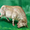 Miniature : Taureau