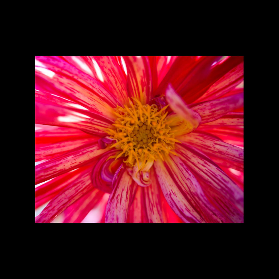 Thumbnail: "LA CONFITURE D'AMOUR " Photographic Print by Simon Birt