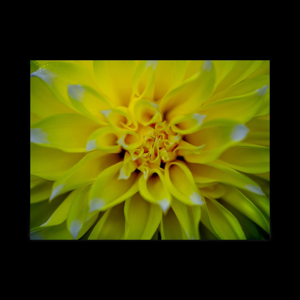 Thumbnail: "LES TONS DE CITRON ET DE CITRON VERT" Photographic Print by Simon Birt