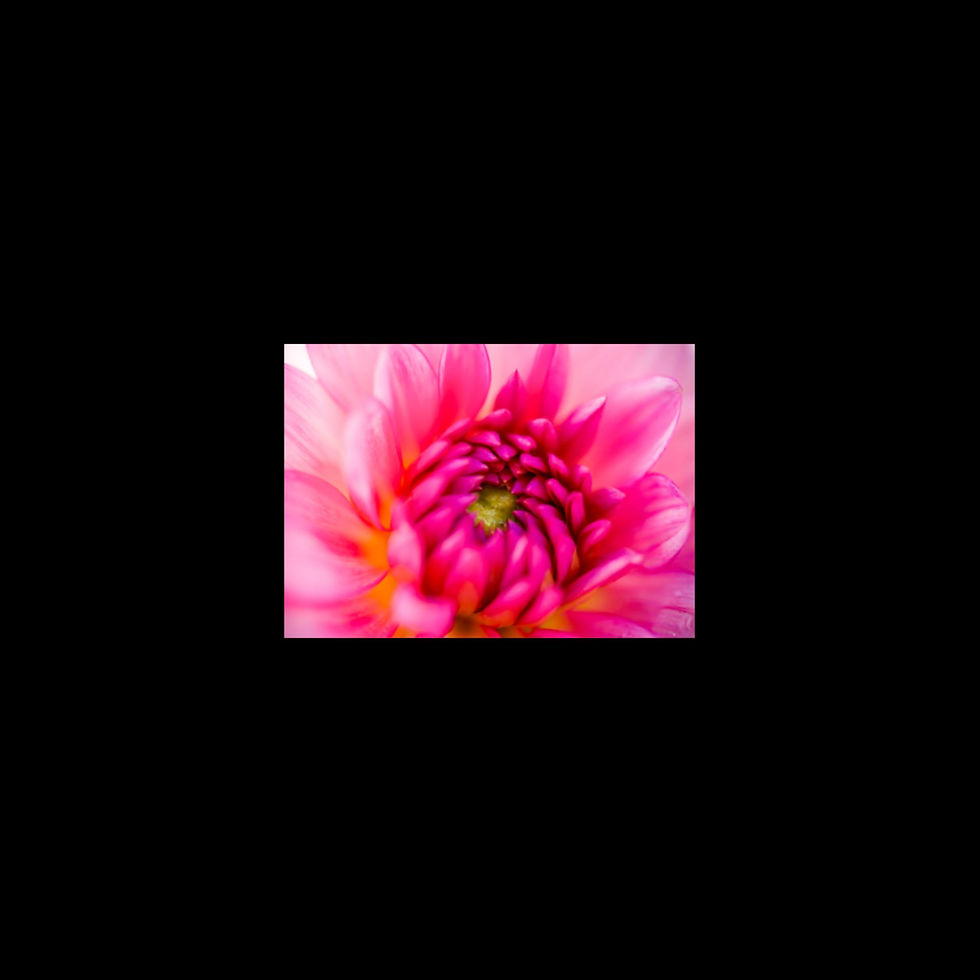 Thumbnail: "LA MAQNIFIQUE MAGENTA" Photographic Print by Simon Birt