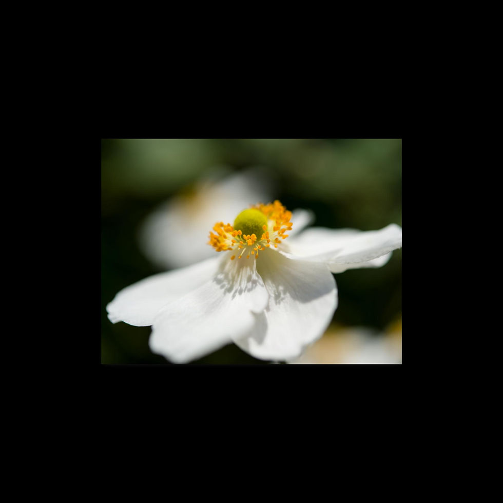 Thumbnail: "LE BLANC ESPRIT" Photographic Print by Simon Birt