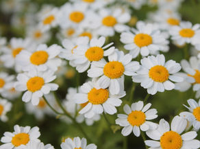 fleur camomille romaine ou noble
