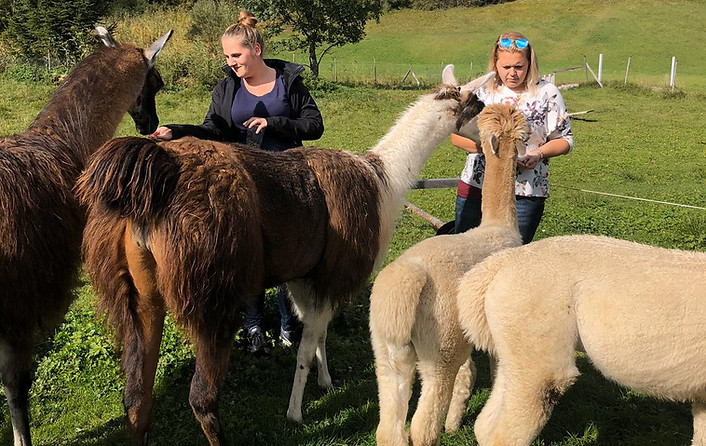 Füttern-aus-der-Hand_Lama+Alpaka1.jpeg
