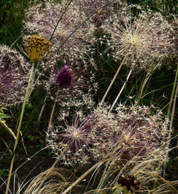 alliums géants et pimprenelle