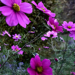 cosmos