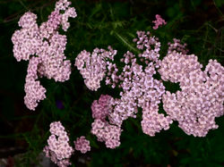 achilléa millefolium