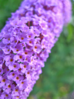 buddléia