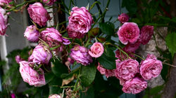 roses thé