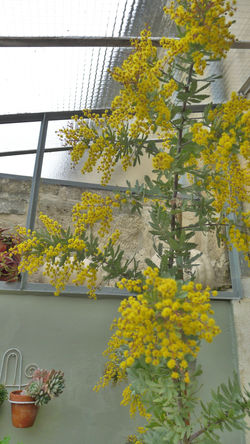 mimosa 1ère floraison