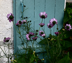 cosmos bicolores