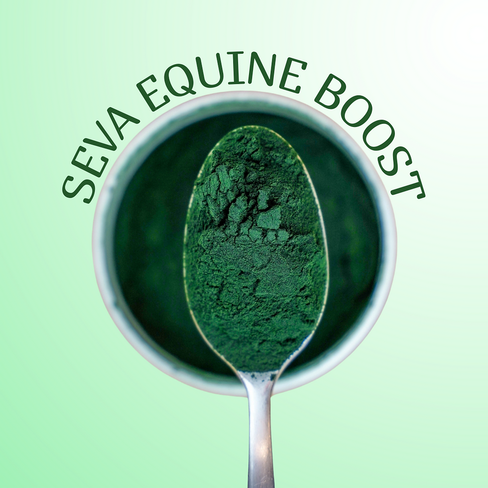 Thumbnail: Spoon of dried spirulina powder