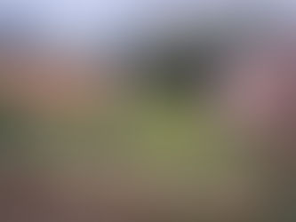 From Overgrown to Open: A Simple Garden Transformation in Hullbridge