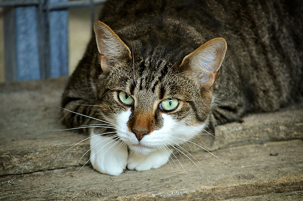 My Belly Contains More Brain Cells Than a Cat?!