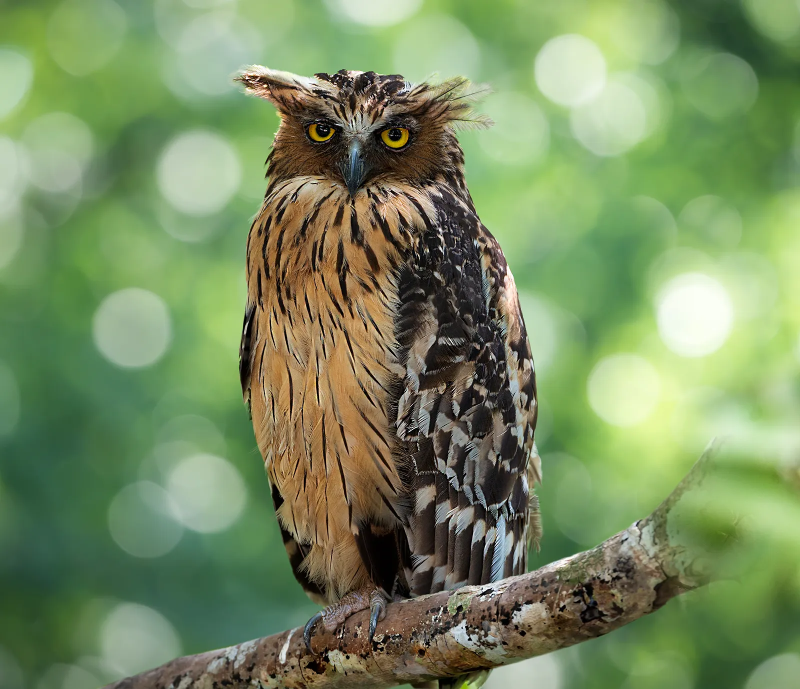 OWL.webp