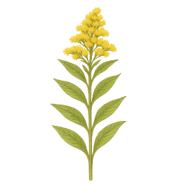 Coyote Illustrations-18-goldenrod-plant-illustration-programmes-coyote.png