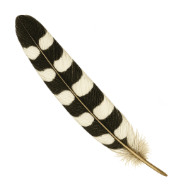 Coyote Illustrations-14-feather-illustration-programmes-coyote.png