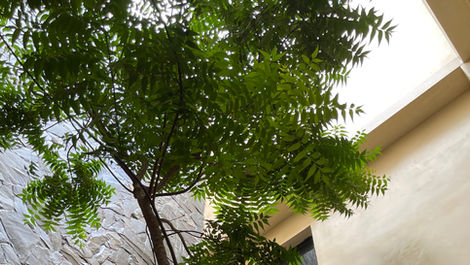 Un árbol dentro de una casa